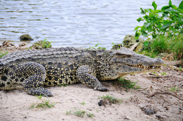 Alligator