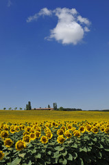 sunflowers and cloud