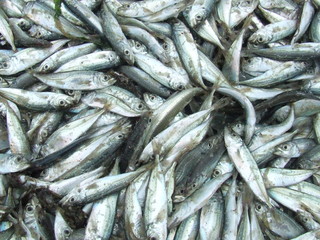 Fototapeta premium Fish Family