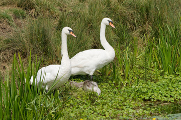 Swan parents in reeds
