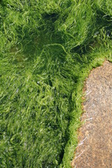 Obraz premium algue, algues, bretagne,