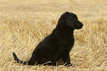 chiot flat coated retriever