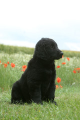 jeune flat coated retriever