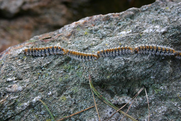 Chenilles processionnaires du pin