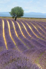 Provence