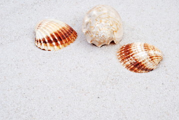 shell, seashell