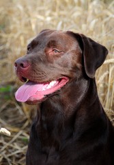 chocolate labrador retriever