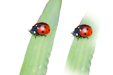 ladybirds