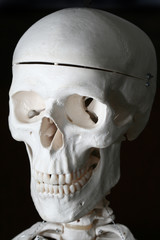 Spooky human skull