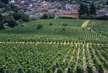 beaujolais