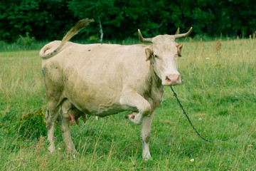 Brown Cow