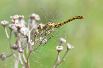 Dragonfly