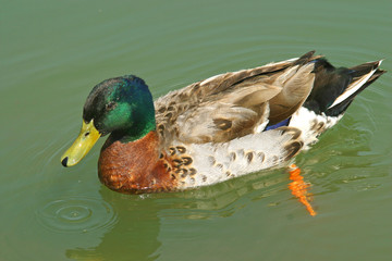 Mallard duck sitting on water