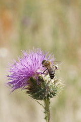 bee to collect honey from a purple thistle bloom