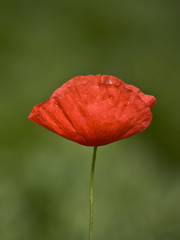 delicate poppy blossom