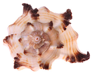 Seashell isolated