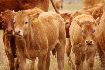 Blonde d'Anquitaine cows