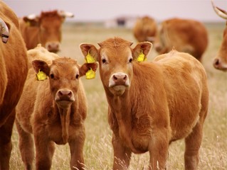 Blonde d'Anquitaine calfs © Frouwina Harmanna va