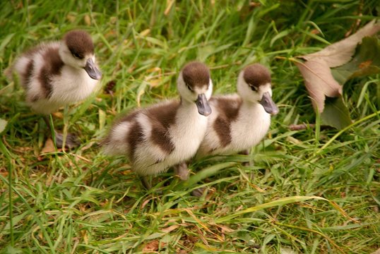 Three young Egyptian geese