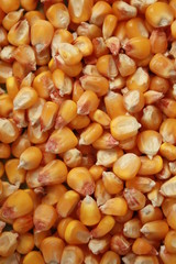 Maize