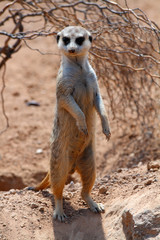 Meerkat