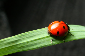 ladybug on grass