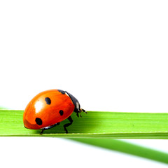 ladybug on grass