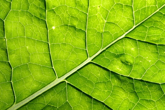 green leaf vein