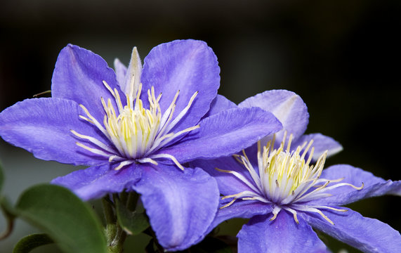 Fototapeta Clematis