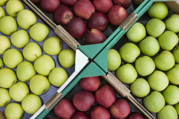 Green and red apples separated in different crates, ready for ma