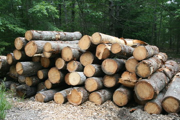 Logging 2 - Stack of Logs waiting for manufacture into lumber