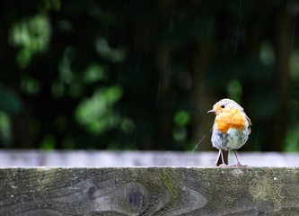 Robin In The Rain