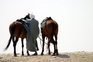 Arab Mounting Horse