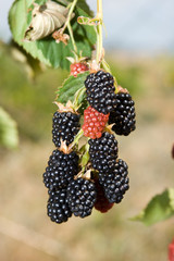 Fresh black berries