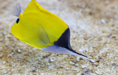 Obraz premium Pointed nose fish