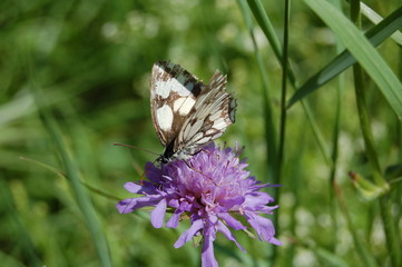 papillon et fleur