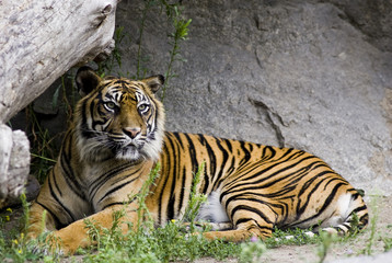 Fototapeta na wymiar Tiger 1
