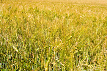 golden ripe wheat right before harvest