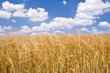 golden wheat field and blue sky landscape