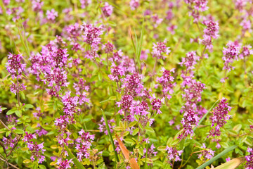 background of thyme in blossom