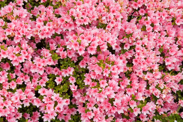 Karume Azaleas