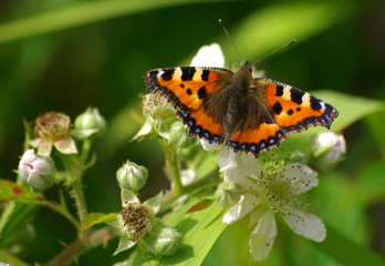 BUTTERFLY AND BLACKBERRY FLOWERS.