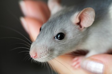 Infant rat on the hand