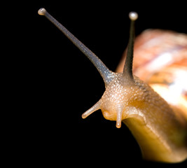 snail, macro