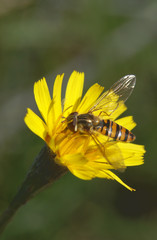 wasp