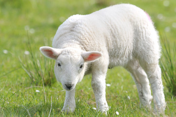 Obraz premium MOUTON moutons