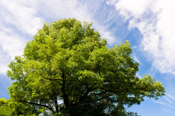 Champ de blé en Savoie