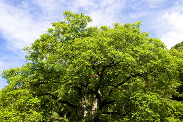 Fototapeta premium Champ de blé en Savoie