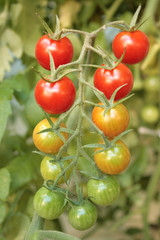 Tomatoes on vine