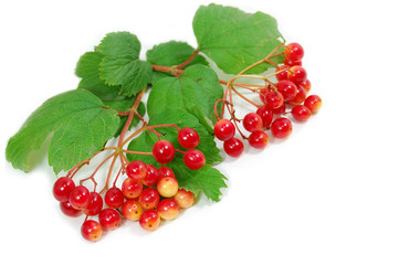 red wild berries isolated on white